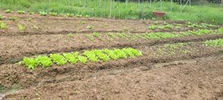 김정은님의 가을 농사계획 알려주세요🍁 · 참여글 작성글 사진