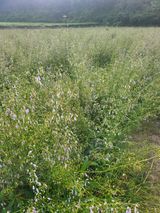 팜모닝 기타작물·자유게시판 게시글 이미지