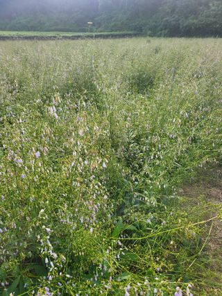 노지잔대재배7년차님의 기타작물 · 자유게시판 작성글 사진