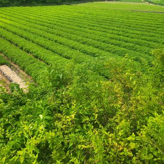 노지잔대재배7년차님의 기타작물 · 자유게시판 작성글 사진