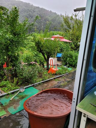 낙엽교목류14371님의 양배추 · 영농일지 작성글 사진