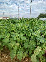 팜모닝 들깨·자유게시판 게시글 이미지