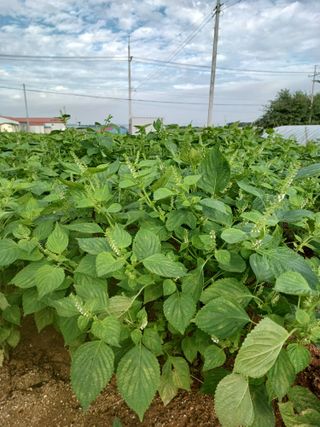 결단이님의 들깨 · 자유게시판 작성글 사진