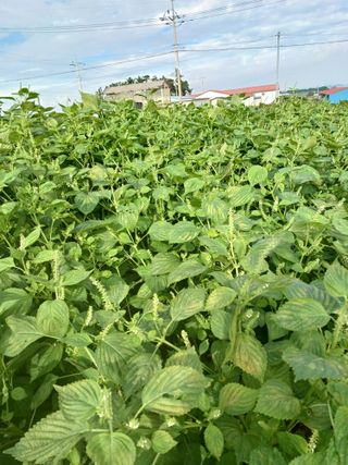 결단이님의 들깨 · 자유게시판 작성글 사진