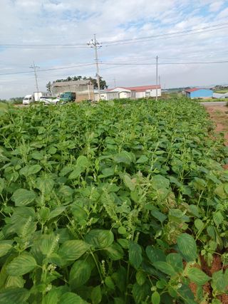 결단이님의 들깨 · 자유게시판 작성글 사진