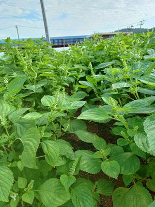 결단이님의 들깨 · 자유게시판 작성글 사진