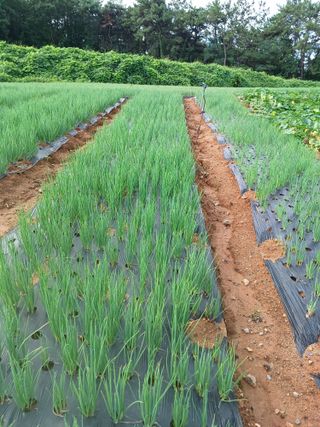 결단이님의 들깨 · 자유게시판 작성글 사진