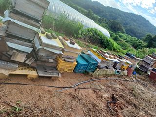 결단이님의 들깨 · 자유게시판 작성글 사진