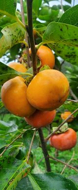 팜모닝 감·자유게시판 게시글 이미지