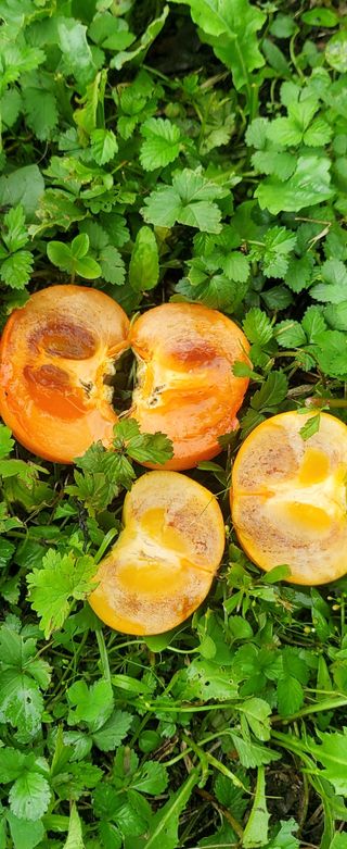 복주농장님의 감 · 자유게시판 작성글 사진