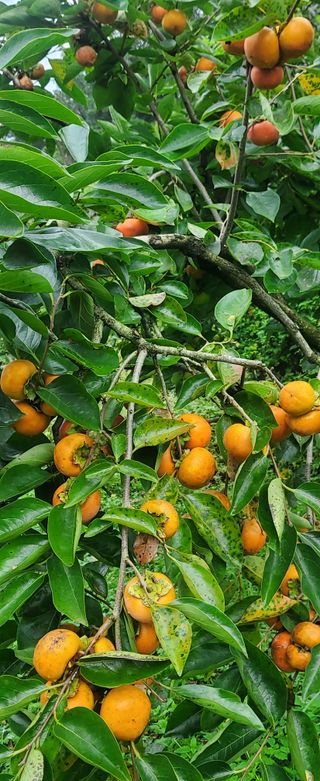 복주농장님의 감 · 자유게시판 작성글 사진