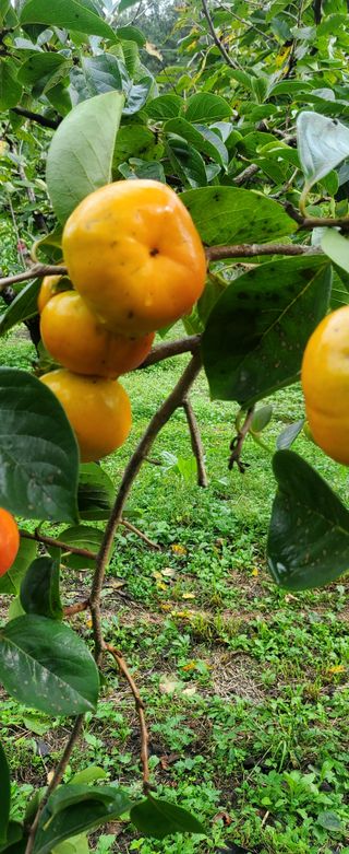 복주농장님의 감 · 자유게시판 작성글 사진