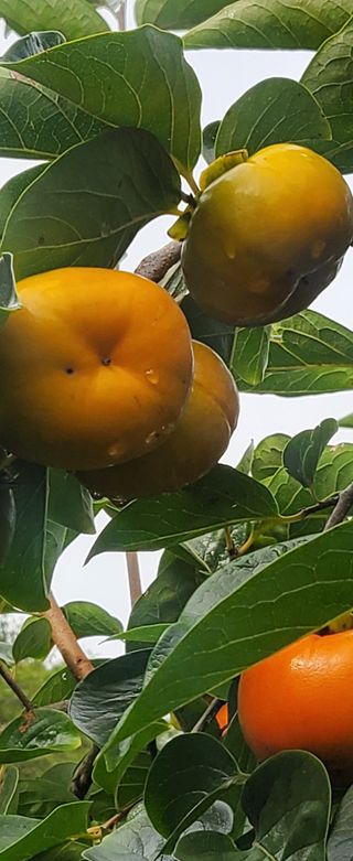 복주농장님의 감 · 자유게시판 작성글 사진