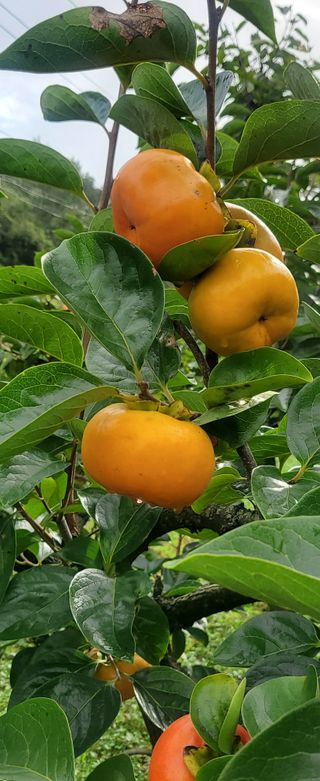 복주농장님의 감 · 자유게시판 작성글 사진