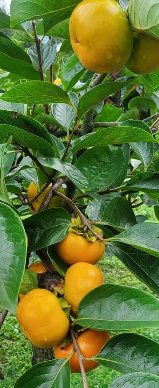 복주농장님의 감 · 자유게시판 작성글 사진