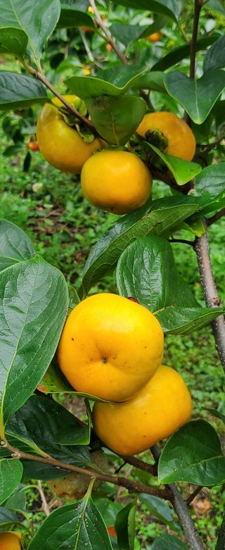 복주농장님의 감 · 자유게시판 작성글 사진