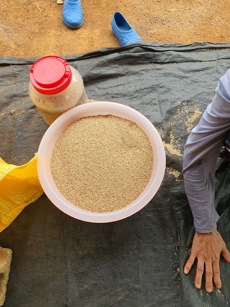 장터 상품 [2023년 햇참깨] 썸네일