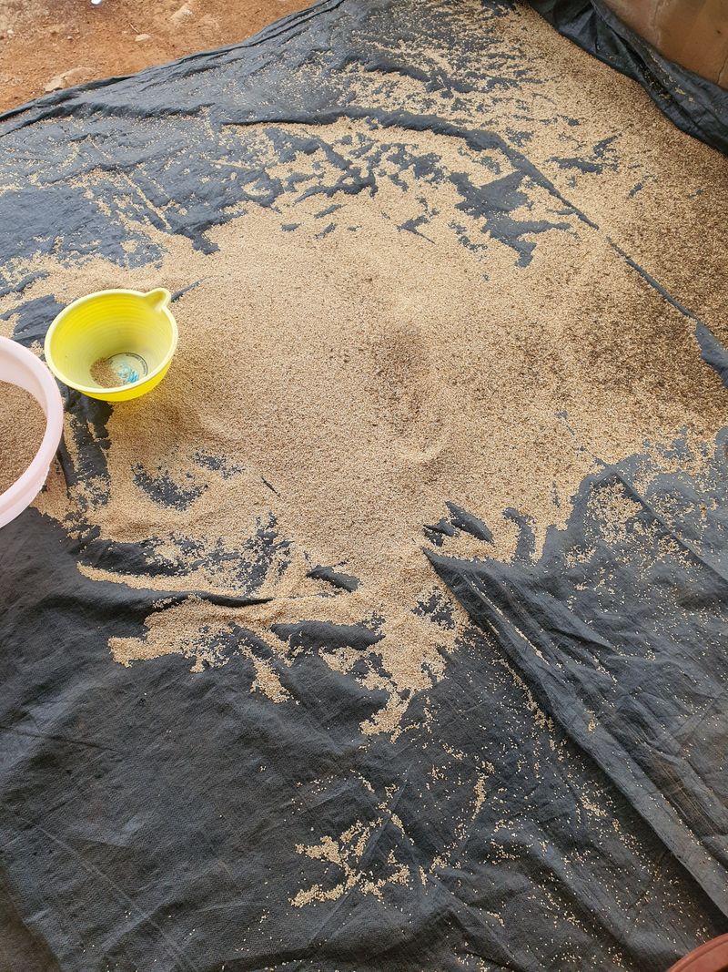 그린팜님의 장터 판매 상품 [2023년 햇참깨] 첨부 사진