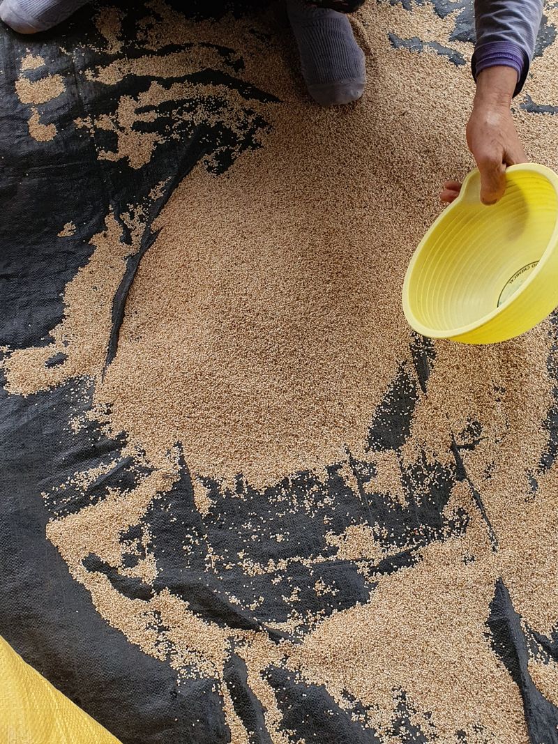 그린팜님의 장터 판매 상품 [2023년 햇참깨] 첨부 사진