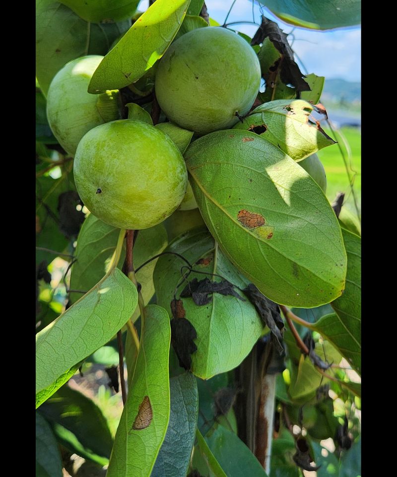 송호원님의 장터 판매 상품 [단감 포전(밭떼기) 거래] 첨부 사진