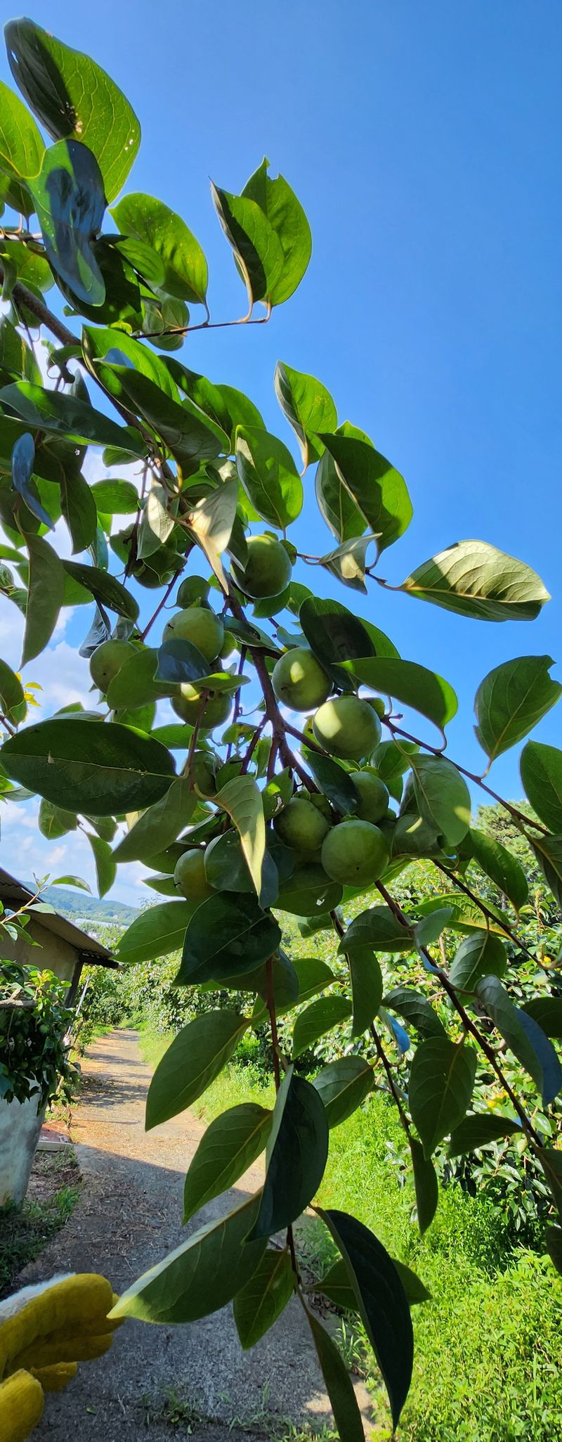 송호원님의 장터 판매 상품 [단감 포전(밭떼기) 거래] 첨부 사진