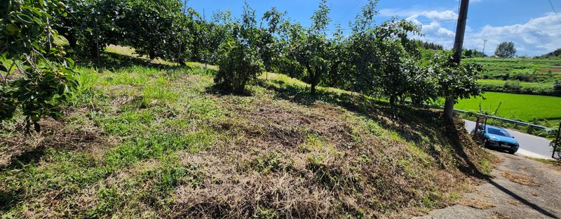 송호원님의 장터 판매 상품 [단감 포전(밭떼기) 거래] 첨부 사진