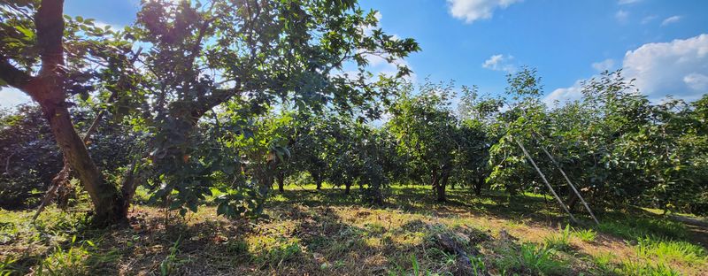송호원님의 장터 판매 상품 [단감 포전(밭떼기) 거래] 첨부 사진