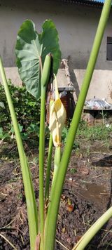 팜모닝 자유주제·자유게시판 게시글 이미지