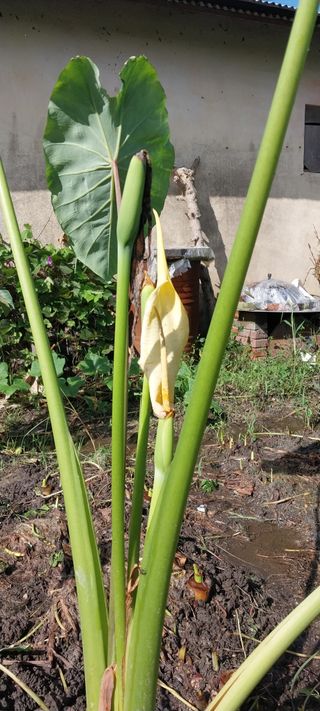 주말 텃밭 농부님의 자유주제 · 자유게시판 작성글 사진