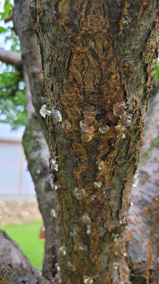 양파21964님의 자두 · 병해충상담 작성글 사진