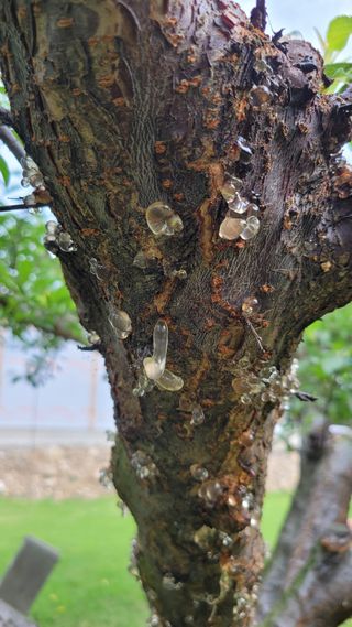 양파21964님의 자두 · 병해충상담 작성글 사진