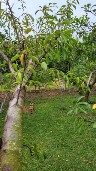 양파21964님의 자두 · 병해충상담 작성글 사진