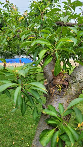 양파21964님의 자두 · 병해충상담 작성글 사진