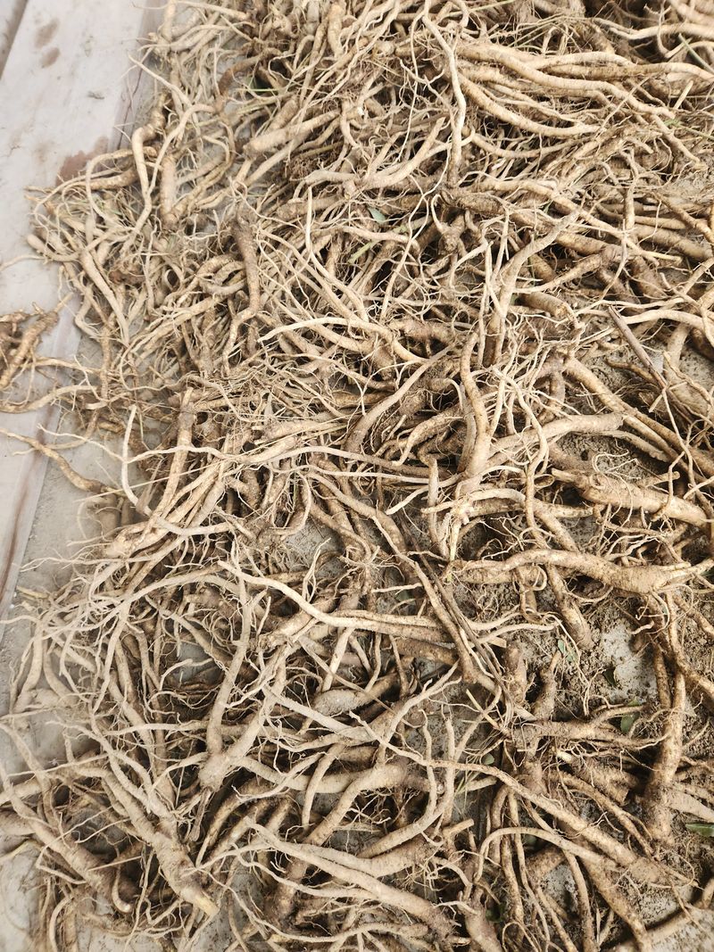 장터 상품 [햇도라지,,참깨] 썸네일