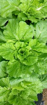 팜모닝 배추·일상 게시글 이미지