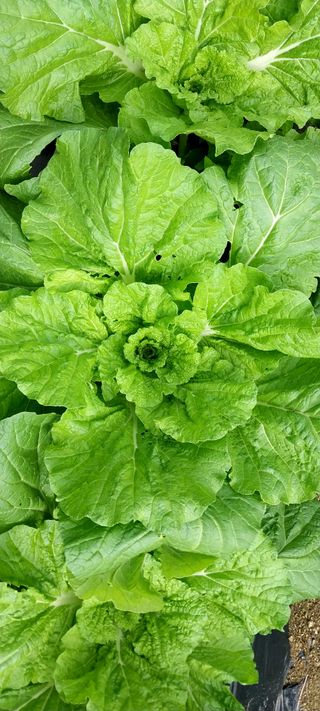 정진해님의 배추 · 일상 작성글 사진