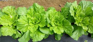 정진해님의 배추 · 일상 작성글 사진