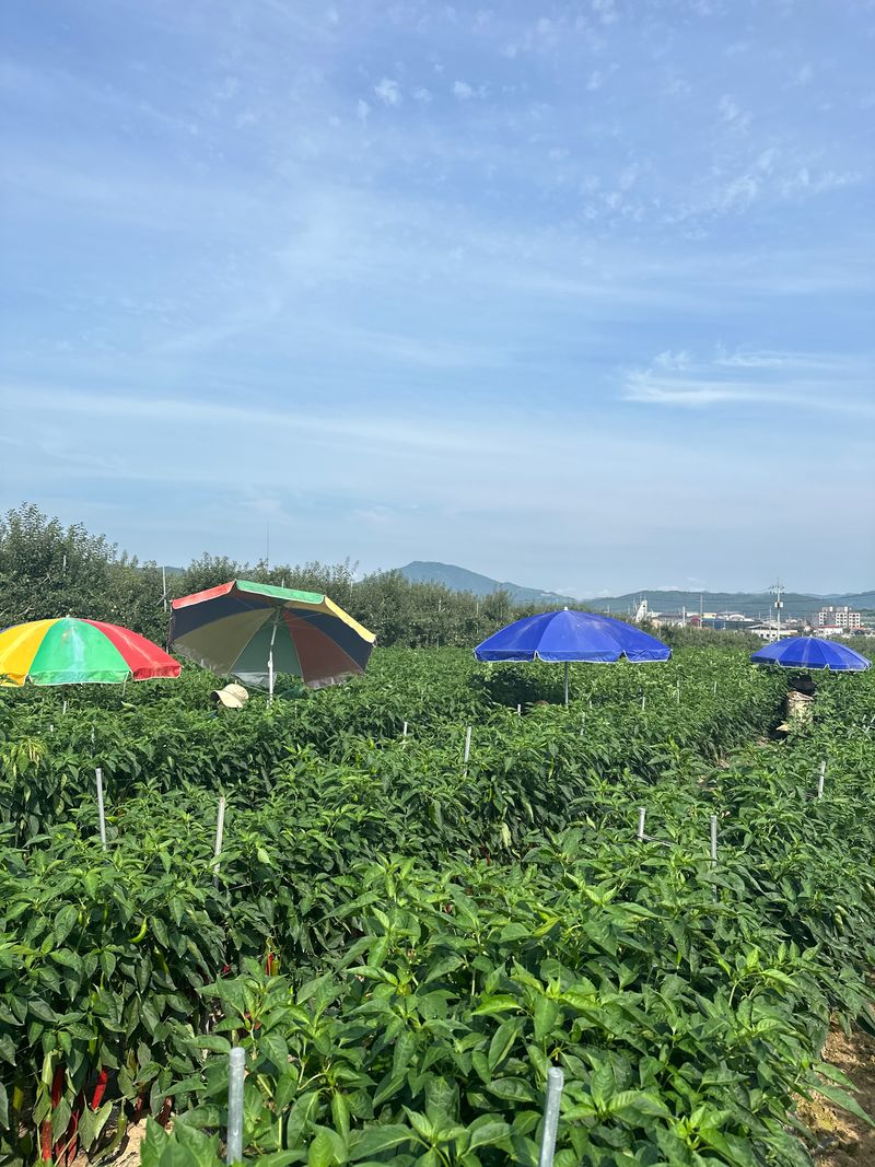 김성미님의 장터 판매 상품 [2024 청송 세척고춧가루 판매] 첨부 사진