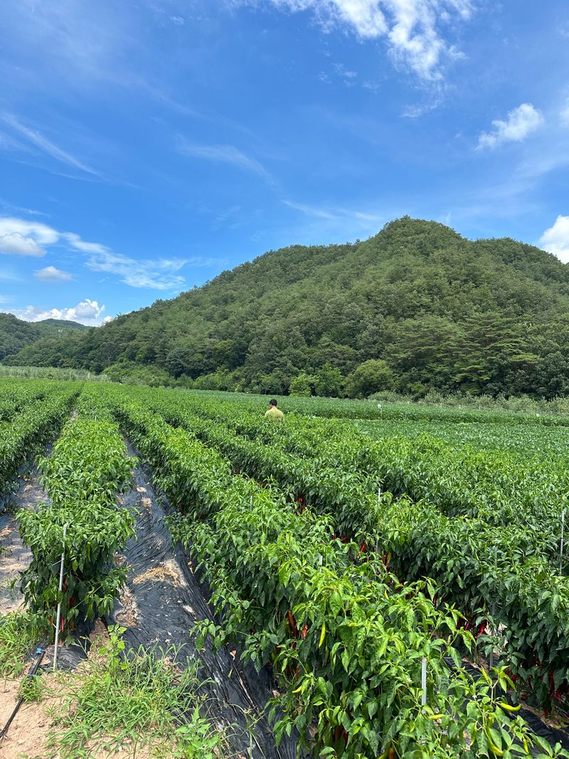 김성미님의 장터 판매 상품 [2024 청송 세척고춧가루 판매] 첨부 사진