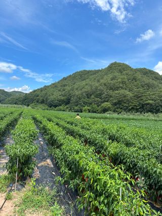 김성미님의 작성글 사진