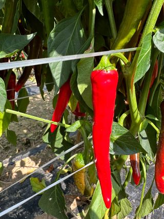 김성미님의 작성글 사진