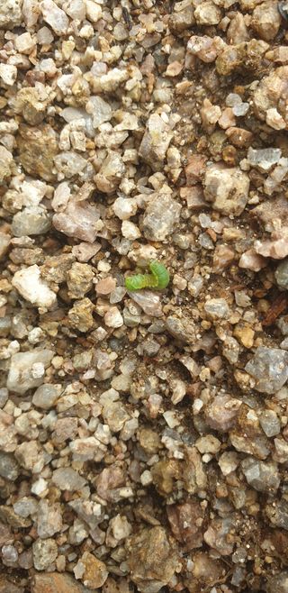 이종록님의 배추 · 일상 작성글 사진