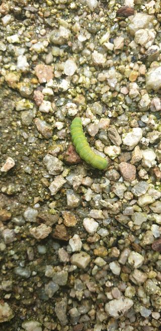 이종록님의 배추 · 일상 작성글 사진