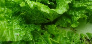 이종록님의 배추 · 일상 작성글 사진