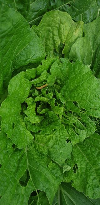 이종록님의 배추 · 일상 작성글 사진