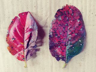 이수혁님의 기타작물 · 병해충상담 작성글 사진