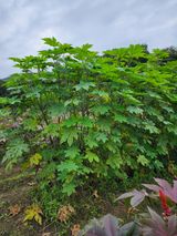 팜모닝 자유주제·자유게시판 게시글 이미지