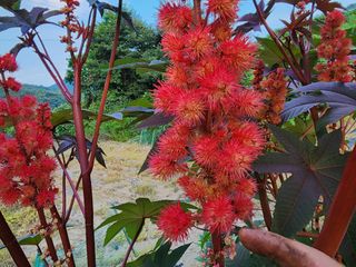 천안 병천 어성초 님의 자유주제 · 자유게시판 작성글 사진