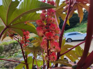 천안 병천 어성초 님의 자유주제 · 자유게시판 작성글 사진