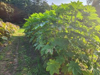 천안 병천 어성초 님의 자유주제 · 자유게시판 작성글 사진